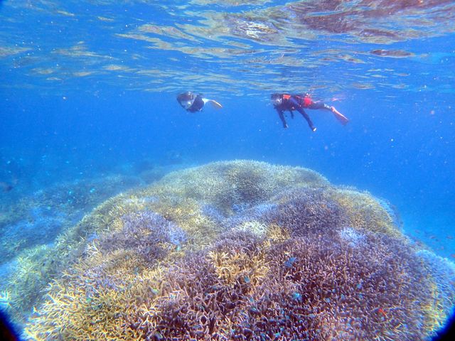 山のようなエダサンゴもりもりの海中♪_西表島シースキップ