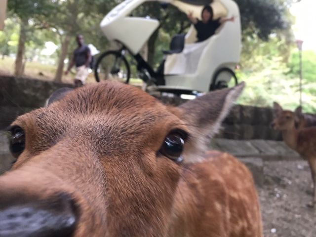 鹿さんの『ヘー!』がいっぱい!_心家