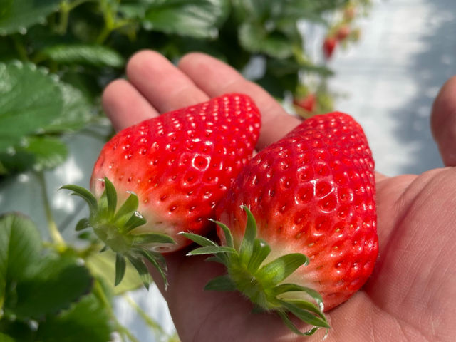 mogberry(モグベリー)