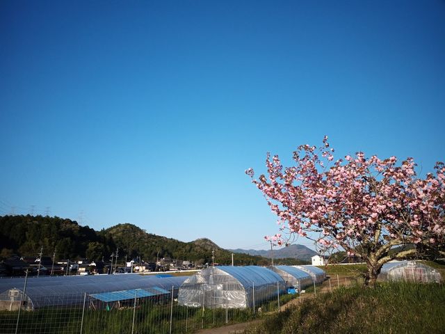 ベジタブルプレイス
