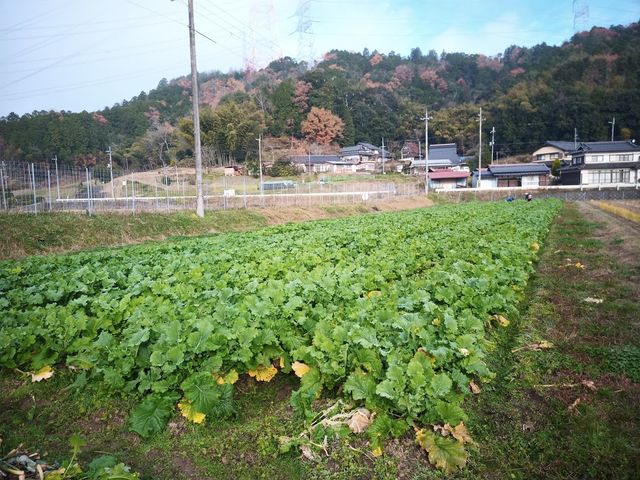 ベジタブルプレイス