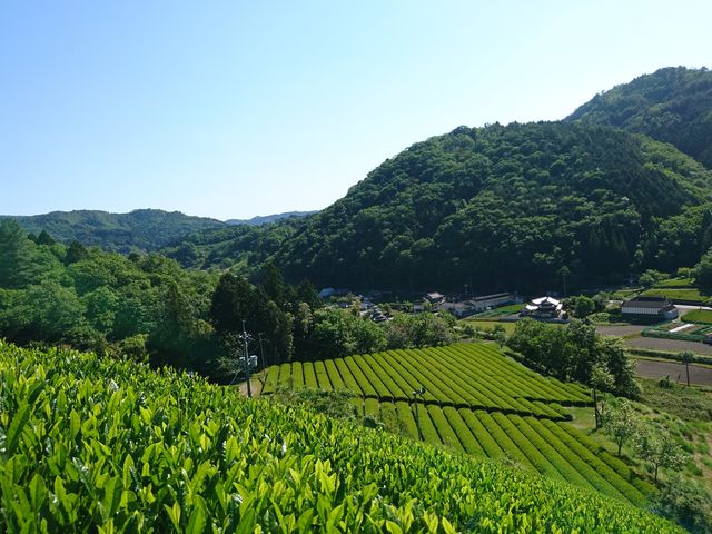 お茶の葉は生き物と同じで繊細。長年の経験と技術で生育状態を見極め、土づくりから加工まで一貫しているからこそ、茶葉を最良の状態で加工することができます。_海田園黒坂製茶