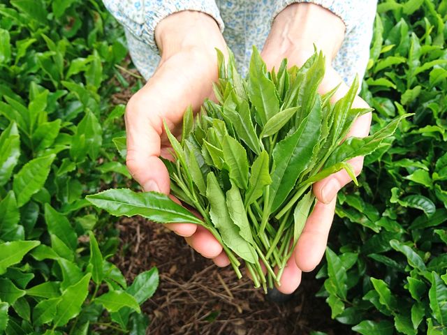 茶葉と土壌の状態を見極め、悪い虫が出てもその虫をやっつける虫がいたりといった自然のサイクルをうまく利用し、農薬の使用を極力抑え、低農薬栽培に努めています。_海田園黒坂製茶