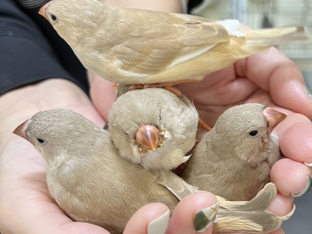 可愛い〜♥
キンカチョウちゃん_MIRAI-UP Bird+