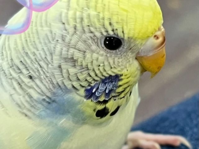 セキセイインコのまりんちゃん(*^o^*)_MIRAI-UP Bird+