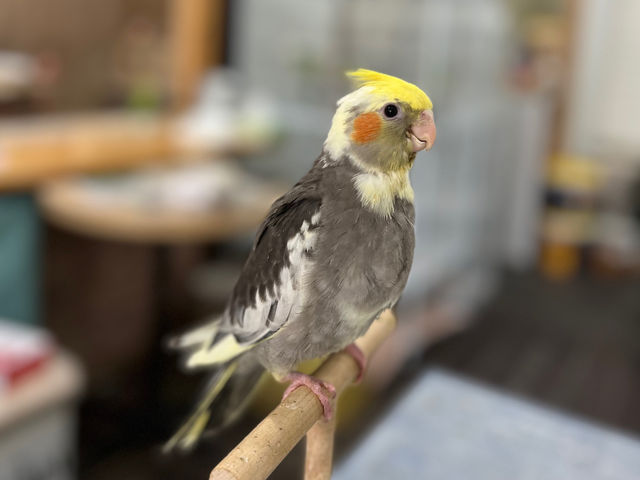 オカメインコ、パイドのアタルくんです♪_MIRAI-UP Bird+