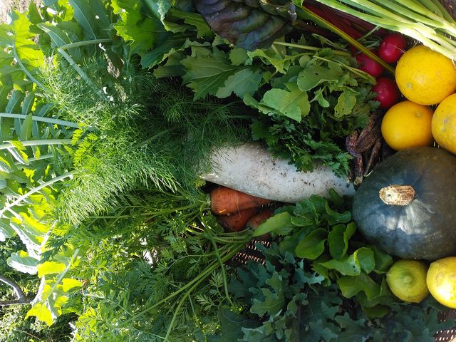 採れたて野菜_PITCHFORK FARMS