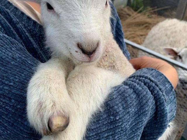 子羊のニーニーちゃん_PITCHFORK FARMS