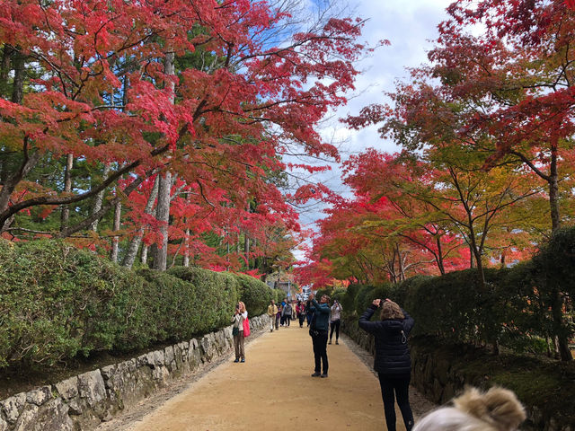 伽藍から金剛峯寺につながる蛇腹道。
紅葉の時期は心震える美しさです。_Tabi Tabi Wakayama