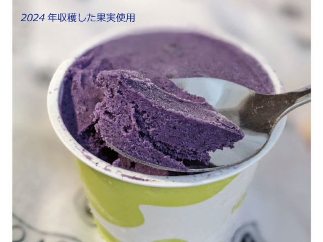 毎年オリジナルジェラート製作_久保塚ブルーベリー農園