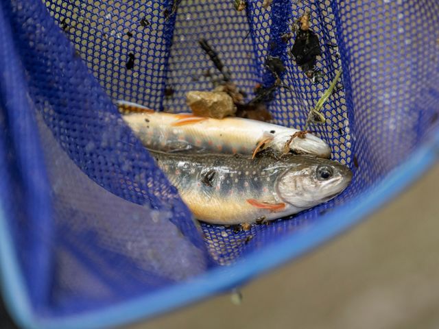 北海道の大自然の中でイワナを捕まえます!_知床アルパ株式会社