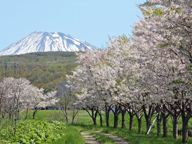 堀株川沿いの桜並木の写真1