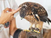 猛禽類カフェ raptorland Shovelの写真2