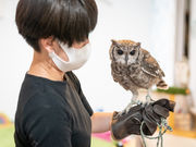 猛禽類カフェ raptorland Shovelの写真3