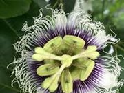 Natural Passion 沖縄の写真3