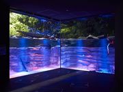 カワスイ 川崎水族館の写真3