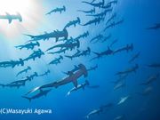 ダイビングプロショップ SEA HEATの写真2