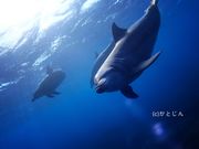 ダイビングプロショップ SEA HEATの写真4