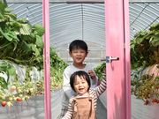 花祭いちごの谷の写真2