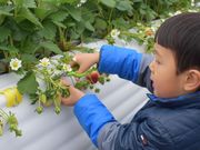 花祭いちごの谷の写真4