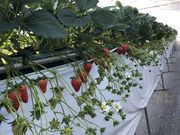 いちごガーデンたはらの写真2