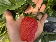 いちごガーデンたはらの写真4