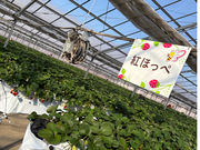 観光農園 Bee my Berryの写真2