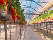 日研農園の写真2