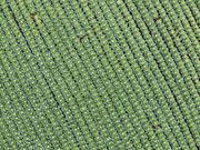 Hennery Farmの写真3