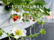 風舞う海辺のいちご畑《舞洲フェルム》の写真4