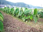 ベジタブルプレイスの写真3