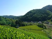 海田園黒坂製茶の写真3