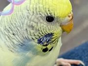 MIRAI-UP Bird+の写真2