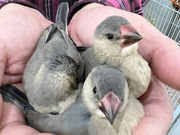 MIRAI-UP Bird+の写真3