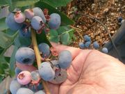 ブルーベリーファームたつのの写真2