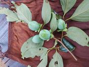 立花テキスタイル研究所の写真3