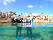 ハイビスカスの写真4