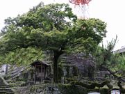 観音寺十六羅漢の写真1