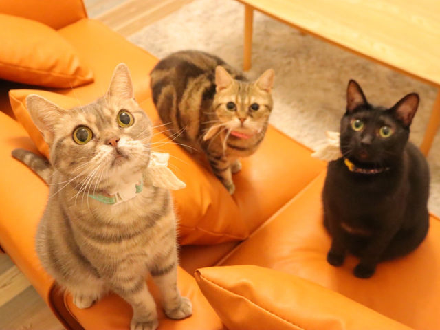 保護猫邸ヴィラウリエル