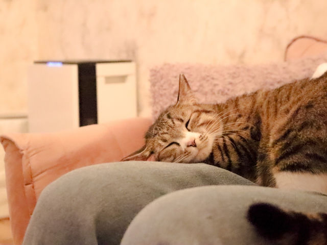 保護猫邸ヴィラウリエル