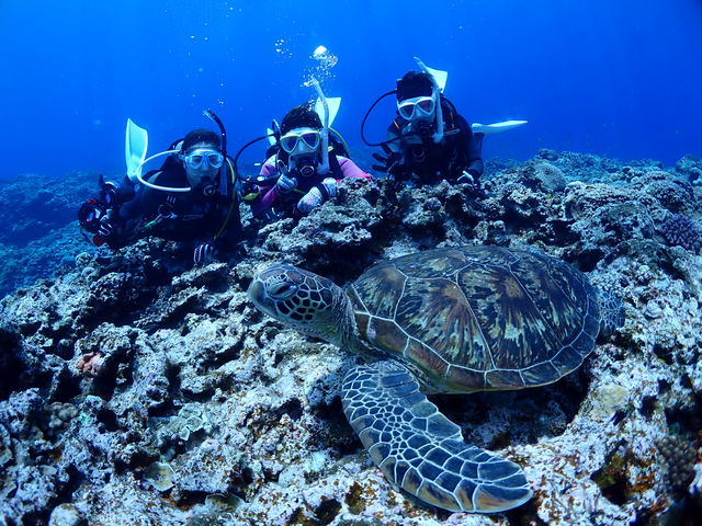 The Dive OHANA