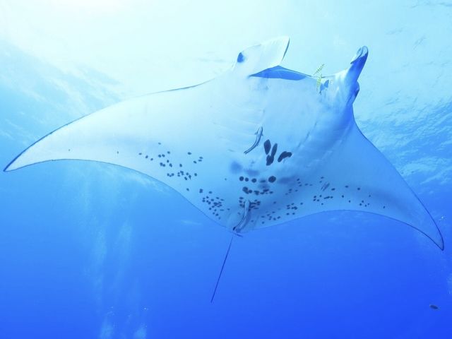 The Dive OHANA