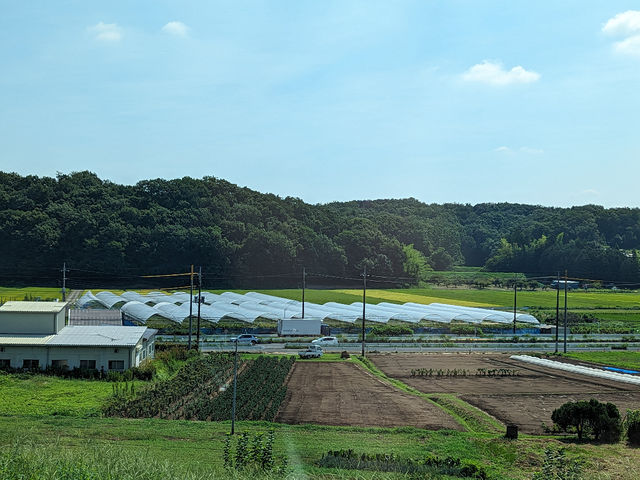 丘から見たハウスの風景_葡萄 KURANSA