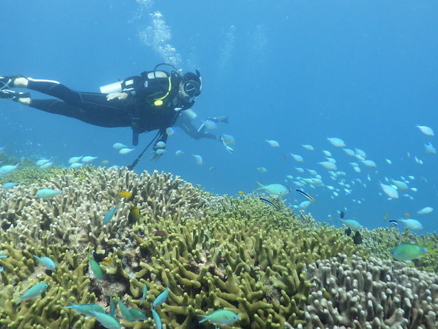 うるまバリアリーフの最大の魅力は生物多様性です。カラフルな熱帯魚に囲まれるダイビングを楽しめます。_うるま潜水