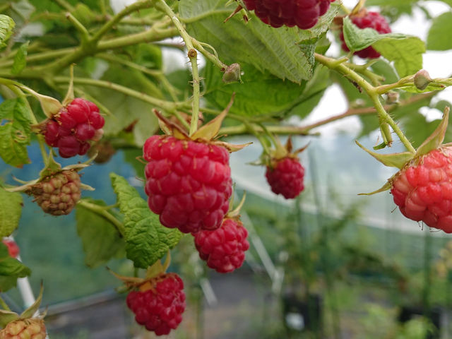 ブルーベリー狩り農園 T&A berry 長久手