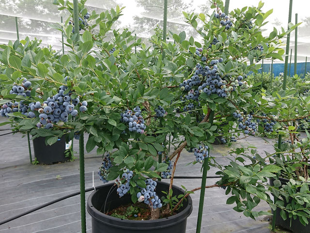 ブルーベリー狩り農園 T&A berry 長久手