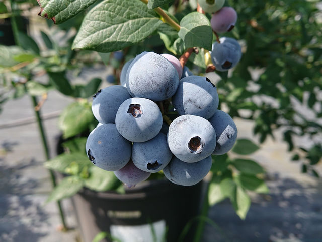 ブルーベリー狩り農園 T&A berry 長久手