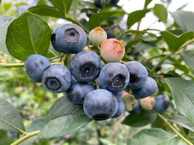 ブルーベリー狩り農園 T&A berry 長久手