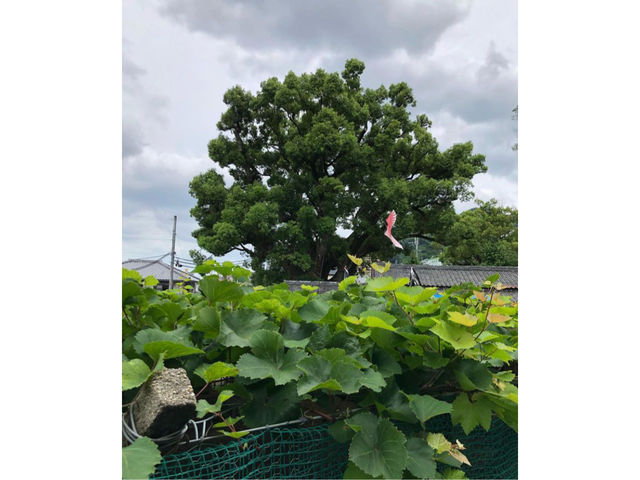 太豊ぶどう園(柏原市観光ぶどうセンター太平寺支部)
