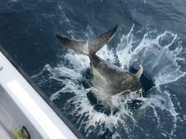 沖縄boat fishing service Turtle